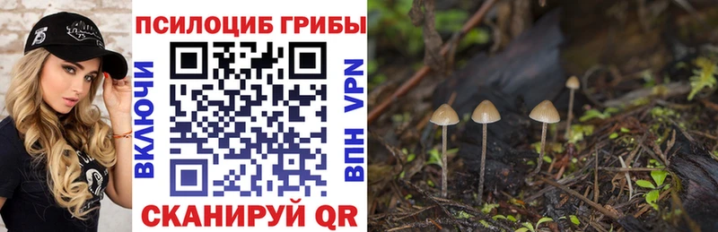 Купить  Славск  Галлюциногенные грибы GOLDEN TEACHER 